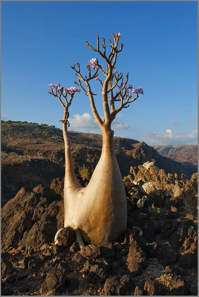 The Wonder Land of Socotra, Yemen