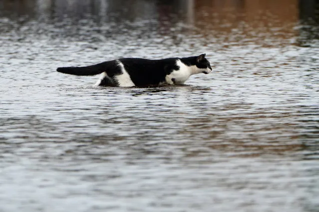 A cat walks through a flooded street after Hurricane Florence struck Piney Green, North Carolina, September 16, 2018. (Photo by Carlo Allegri/Reuters)