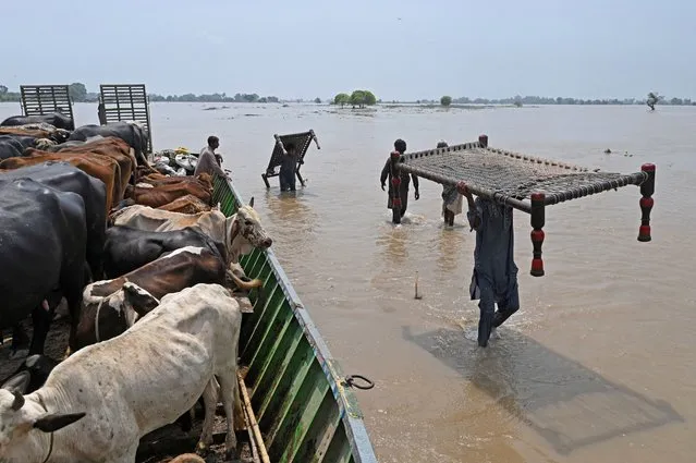 People with cattle and their belongings wade through the flood affected area of Chanda Singh Wala village in Kasur district on August 22, 2023. Around 100,000 people have been evacuated from flooded villages in Pakistan's Punjab province, an emergency services representative said on August 23. (Photo by Arif Ali/AFP Photo)