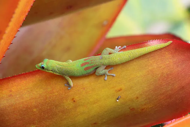A gold dust day gecko on an agave plant, Big Island, Hawaii. (Photo by Terry Sohl/Alamy Stock Photo)
