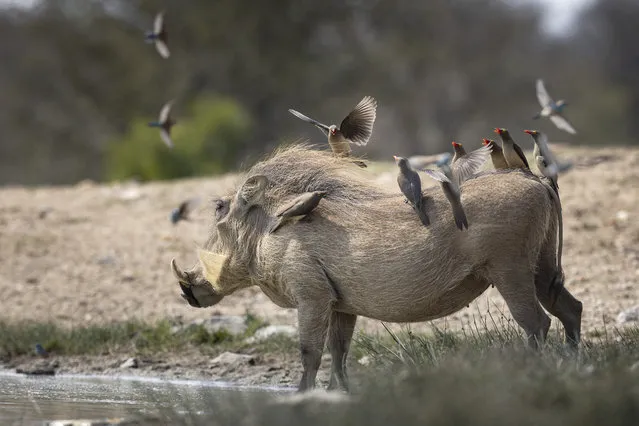 A fling of oxpeckers are carried to the watering hole at Makumu Private Gamr Lodge, South Africa in September 2023, by a warthog. (Photo by Clint Ralph/Media Drum Images)