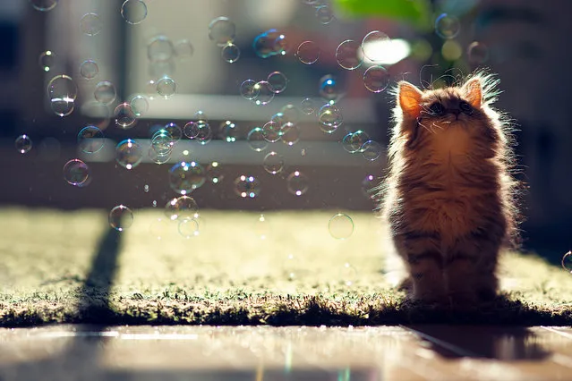 “Kitten Observes Transit of Bubbles”. (Photo and caption by Ben Torode)