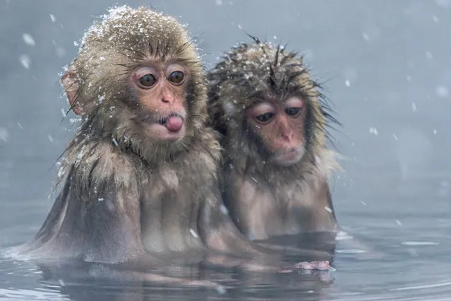 These young monkeys look a little sad as they sit close together in the water and one sticks out his tongue to catch the falling snowflakes. The wild Japanese macaques sit in the hot water, which is around 40 degrees, as a way to keep warm in the minus five degree Celsius weather. During the winter, the macaques spend their days warming in the hot springs before returning to the surrounding forest at night.  Photographer Julia Wimmerlin visited Jigokundani Monkey Park in Yamanouchi, Nagano Prefecture, Japan, where she was able to get up close to the relaxed monkeys. (Photo byJulia Wimmerlin/Solent News)