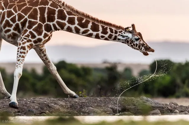 “We just want to move to search to the Leopard at that morning but we found a group of giraffes come toward a small lake and start drinking it was a nice moment when the Giraffe finish from drinking and leave a letters S with motion in the air”. (Photo and caption by Majed Ali)