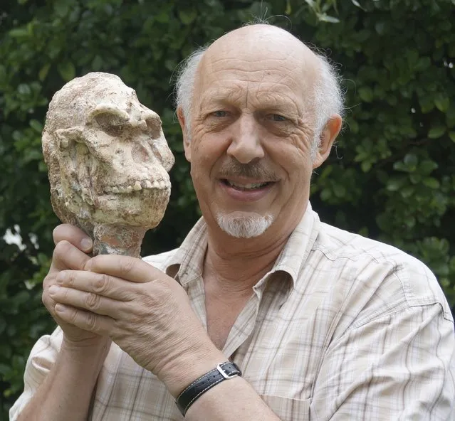 Ron Clarke, a professor in the Evolutionary Studies Institute at Wits University in South Africa holds the Little Foot skull in this undated handout photo obtained by Reuters April 1, 2015. The Little Foot skeleton – a rare, nearly complete skeleton of Australopithecus discovered in a cave central South Africa – is among the oldest hominid skeletons ever dated at 3.67 million years old, according to an advanced dating method. (Photo by Reuters/Wits University)