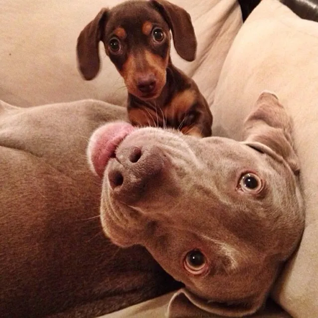 Harlow And Indy