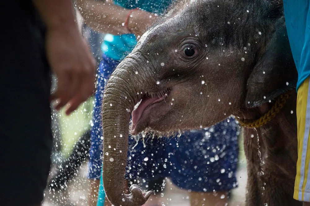 Injured Baby Elephant Learns to Walk again in Water