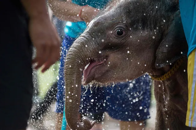 Six month- old baby elephant “Clear Sky” gets splashed with water as she is cleaned before being lowered into a pool for a hydrotherapy session at a local clinic in Chonburi province on January 5, 2017. (Photo by Roberto Schmidt/AFP Photo)