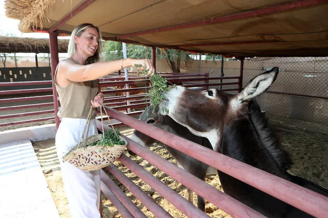 Jodie Whileman, partner at the camel farm feeding donkey at the camel farm in Dubai on November 11, 2023. (Photo by Pawan Singh/The National)