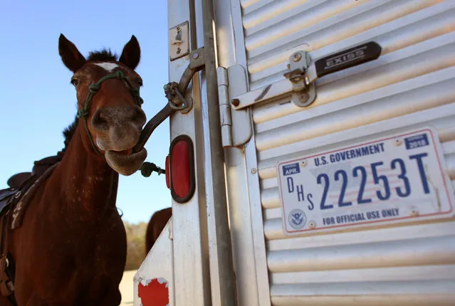 A wild mustang border patrol horse, named Boss, chews on the latch of a government transport trailer before going out with U.S. Border Patrol agents on patrol along the U.S.-Mexico border near San Diego, California, U.S November 10, 2016. (Photo by Mike Blake/Reuters)
