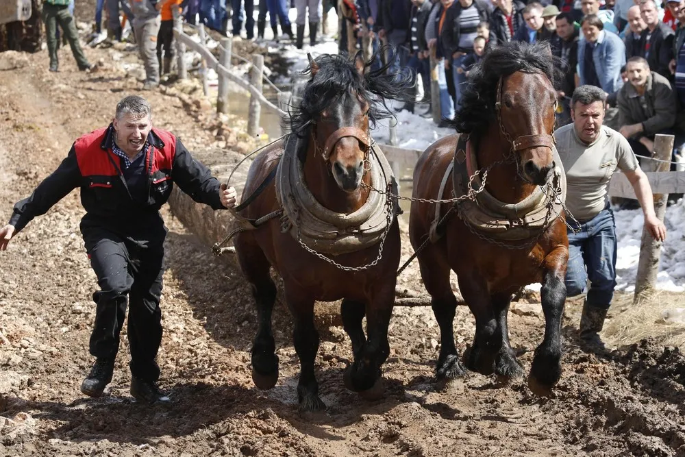 Bosnian Strongest Horses