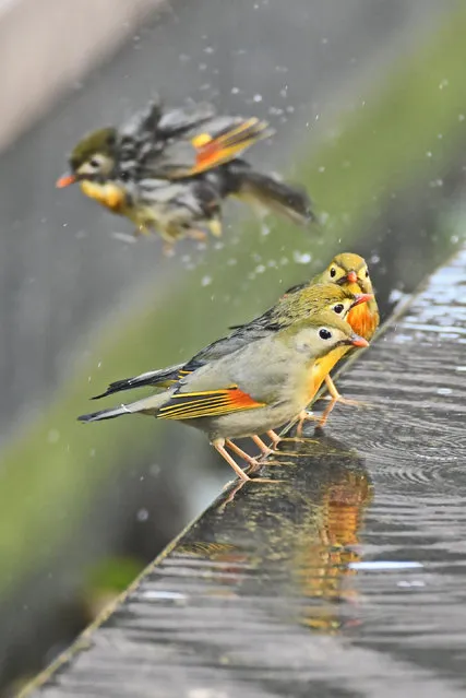 Red-billed leiothrix, songbirds also known as Pekin nightingales, take turns to bathe in a pool of water in Yichang, China on February 5, 2019. (Photo by Liu Shusong/Xinhua News Agency/Barcroft Images)