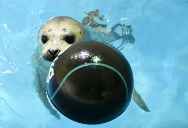 A newly born seal cub at Polarland plays with a floating ball in Harbin, China on February 12, 2019. (Photo by Xinhua News Agency/Barcroft Images)