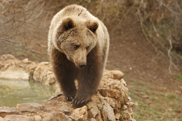In this photo taken on Saturday, April, 4, 2015  a bear walks next to an artificial pond at a shelter that attracts hundreds of visitors and volunteers from around the world every year, in Kutarevo, Croatia. (Photo by Amel Emric/AP Photo)