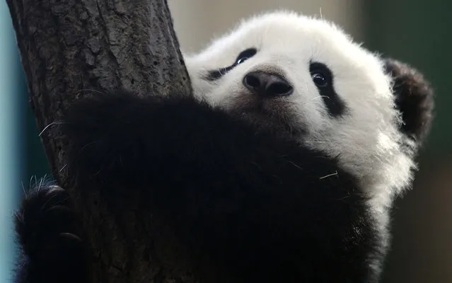 Giant Panda cub Fu Bao, meaning lucky leopard, clings to a tree stump in its enclosure at the zoo in Vienna January 10, 2014. It is the Panda's second public appearance outside of its tree cave since it's birth on August 14, 2013. (Photo by Heinz-Peter Bader/Reuters)