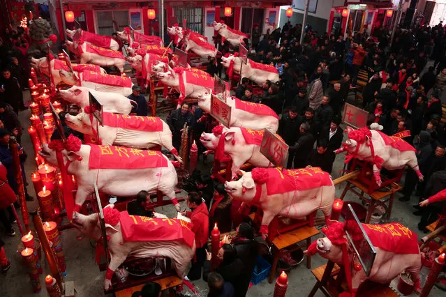 Slaughtered pigs are on display at a heaviest pig contest on the eighth day of the Chinese Lunar New Year of the pig, in Taizhou, Zhejiang province, China February 12, 2019. (Photo by Reuters/China Stringer Network)