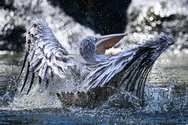 A pelican swims in a pond at KL Bird Park in Kuala Lumpur on December 27, 2023. (Photo by Mohd Rasfan/AFP Photo)
