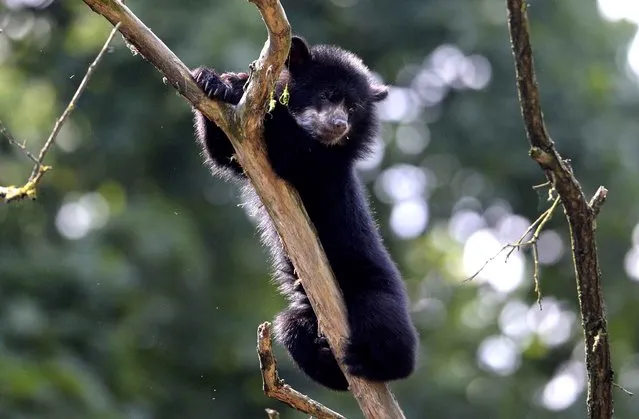 Six month old spectacled bear cup Rina, also known as Andean bear, plays in its enclosure in the zoo Tierpark in Berlin, Germany on June 28, 2013. (Photo by Johannes Eisele/AFP Photo)