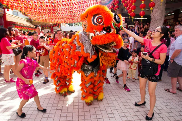Temple visitors play with the lion dance troupe during the lion dance performance on the first day of Chinese Lunar New Year at a temple in Kuala Lumpur, Malaysia, Saturday, January 28, 2017. (Photo by AP Photo/Lim Huey Teng)
