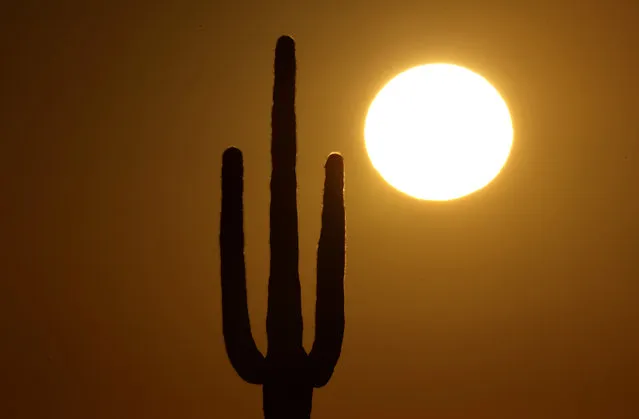 A saguaro cactus stands against the rising sun Monday, February 22, 2016, in the desert north of Phoenix. (Photo by Charlie Riedel/AP Photo)