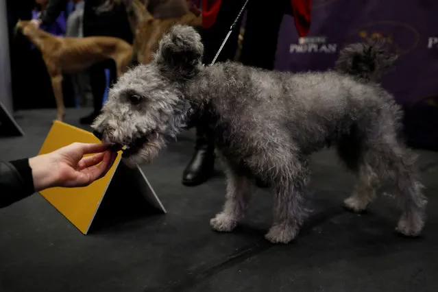 A Pumi eats a treat after being introduced as one of the new breeds allowed to compete in this year's Westminster Kennel Club dog show in New York, U.S., January 30, 2017. (Photo by Lucas Jackson/Reuters)