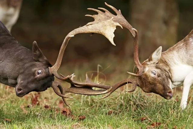 Two deers face each other during the deer rutting (breeding) season in Dublin's Phoenix park, Ireland, Monday, October 18, 2021. (Photo by Niall Carson/PA Wire via AP Photo)