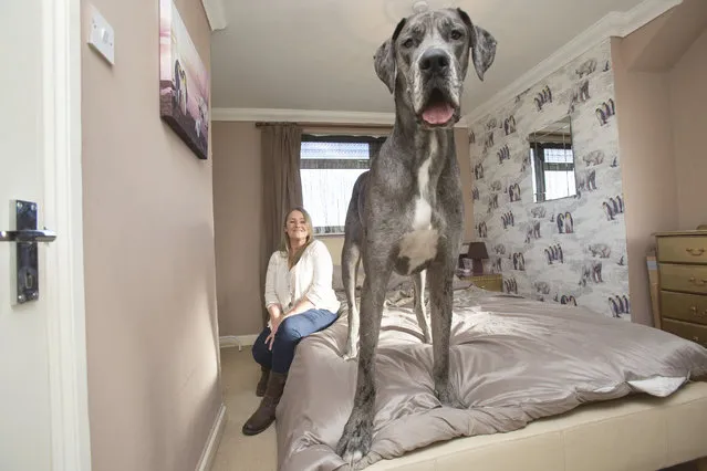 Britain's biggest dog, 18 month old great Dane, Freddy comes up close to the camera while standing on the bed as it's owner Claire Stoneman looks on in Southend-on-Sea, Essex, England. (Photo by Matt Writtle/Barcroft Media)