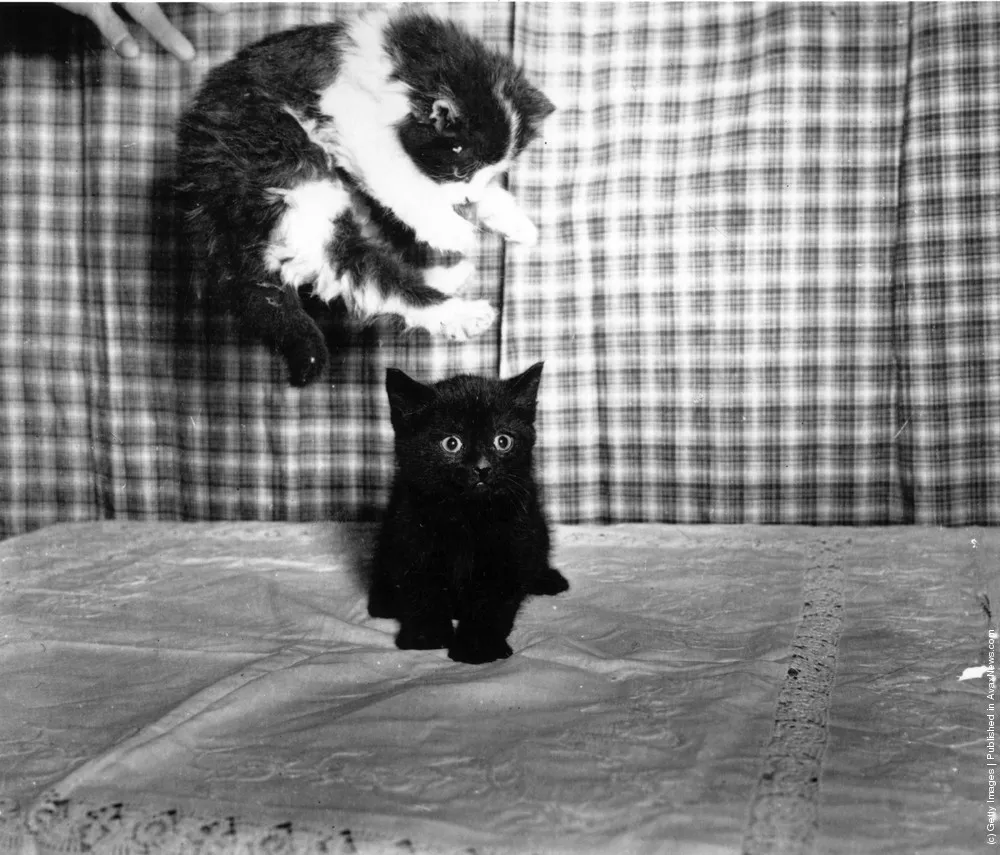 Animal Baby. Part III