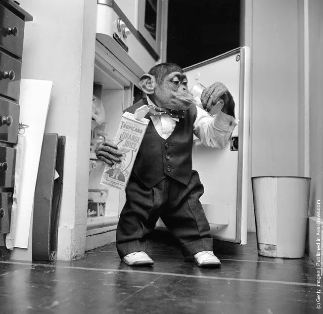Young chimpanzee Kokomo Jnr. quenches his thirst with a glass of orange juice, straight from the fridge at his owner's apartment in New York City