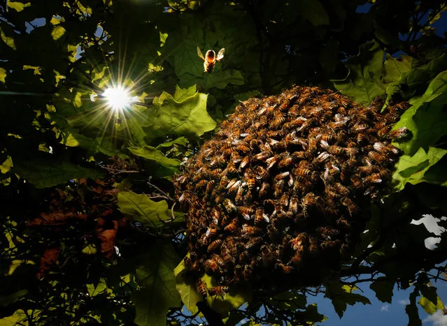 A bee flies back to a swarm Monday afternoon, May 11, 2015, in an oak tree in Salina, Kan. New honey bee colonies are formed when a queen bee leaves a colony with many worker bees. Spring is when swarming usually occurs, but can happen any time during the producing season. (Photo by Tom Dorsey/Salina Journal via AP Photo)
