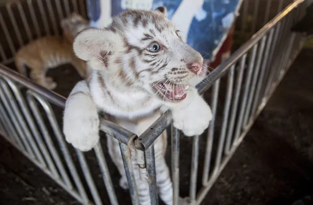 A Bengal Tiger cub born in captivity is seen at the Mexican circus 'Renato' in Managua, Nicaragua, 06 April 2016. Three new born Bengal Tigers cubs, with one of them an albino one, became the eighth generation of the cat species at this circus. (Photo by Mario Lopez/EPA)