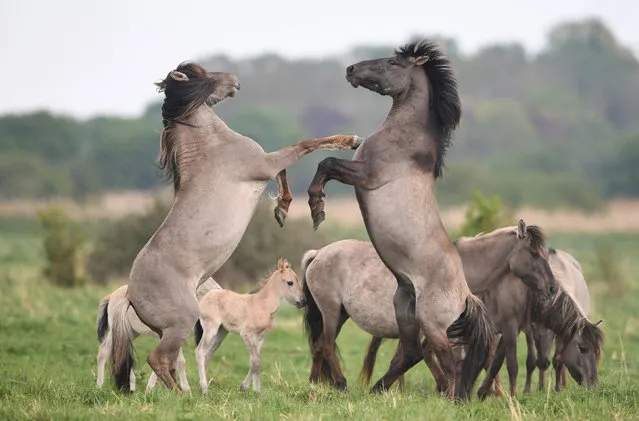Konik ponies fight for dominance during foaling season at the National Trust’s Wicken Fen nature reserve in Cambridgeshire on May 1, 2019. Wicken Fen is celebrating its 120th anniversary this year. (Photo by Joe Giddens/PA Wire Press Association)