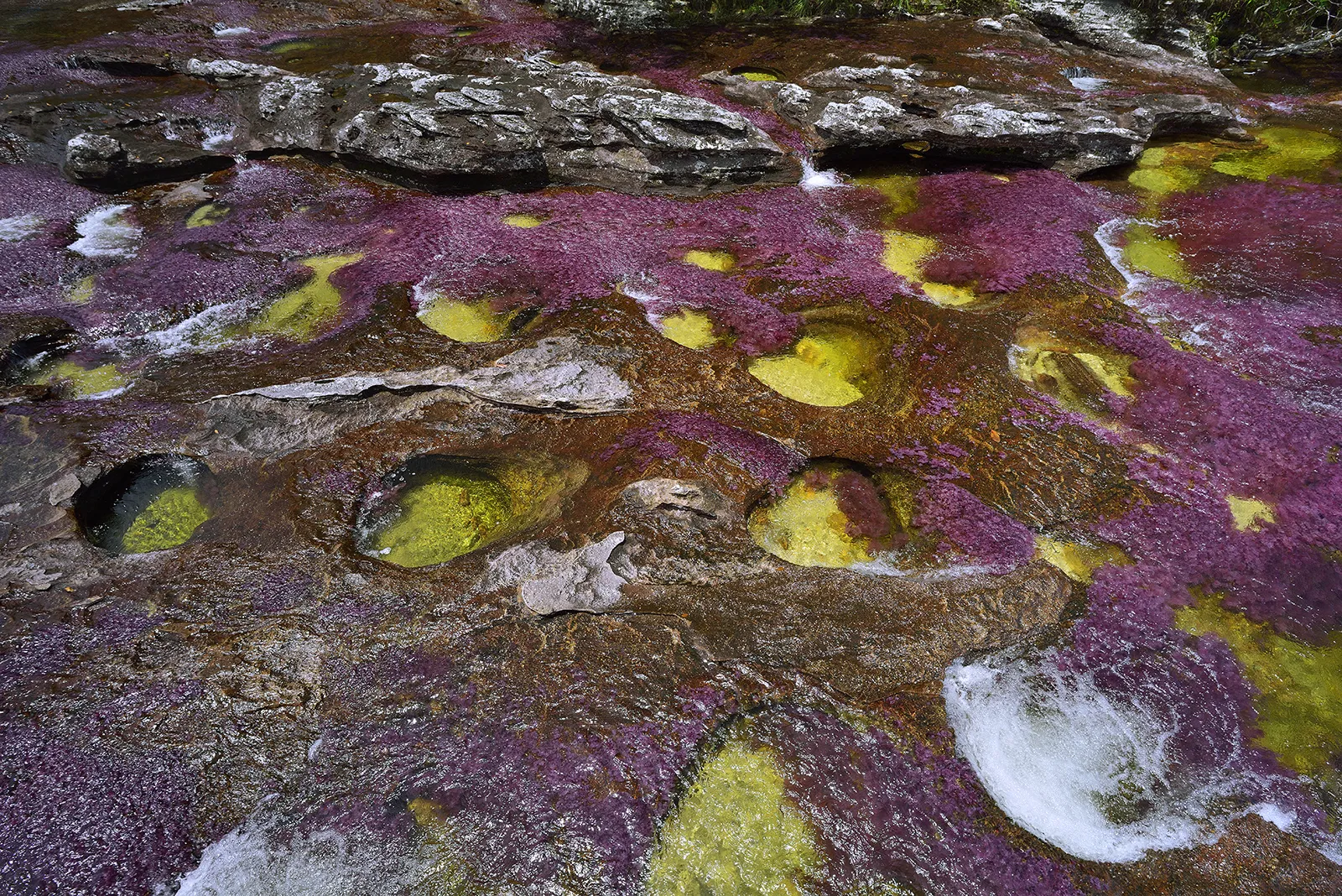 Река Каньо Кристалес водоросли