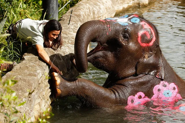 A zookeeper interacts with Tukta at Taronga Zoo on April 13, 2016 in Sydney, Australia. The zoo's three female elephants were painted as they are in Thailand to recognise the Thai New Year. (Photo by Brendon Thorne/Getty Images)