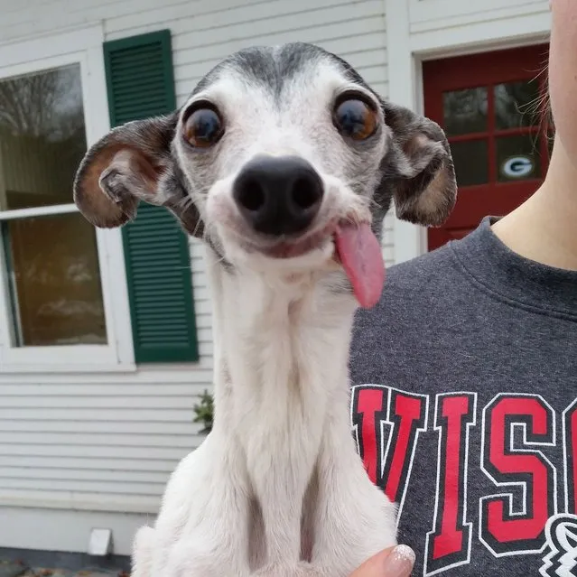 Zappa Dog With A Floppy Tongue