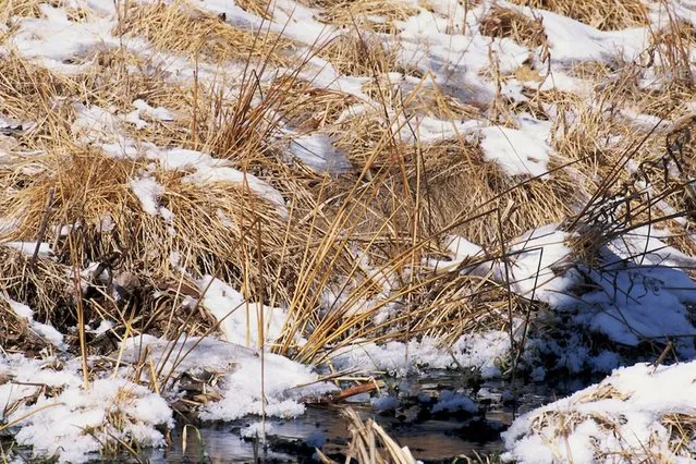 Fowl play? Where is the snipe? (Photo by Caters News)