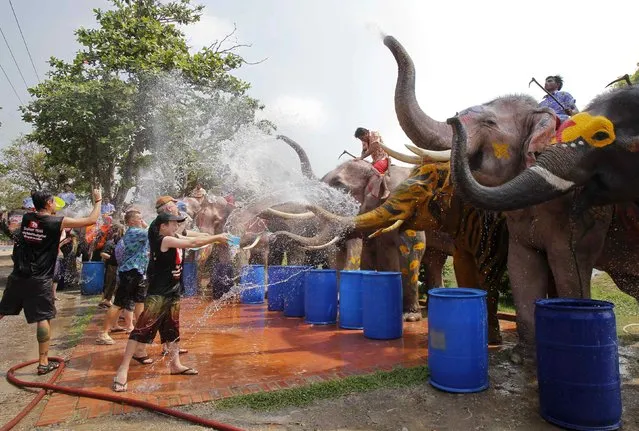 Elephants spray tourists with water in celebration of the Songkran water festival in Thailand's Ayutthaya province, about 80 km (50 miles) north of Bangkok, April 9, 2014. (Photo by Chaiwat Subprasom/Reuters)