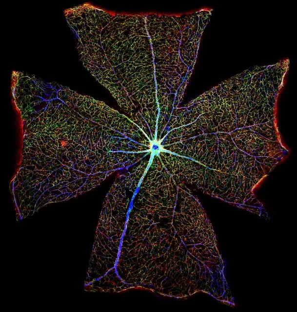 Surface of a mouse retina. It looks like a delicate floral structure. In fact it is the surface of a mouse retina. Produced by combining more than 400 images captured through a technique known as confocal microscopy, this digital reconstruction shows the retina’s blood vessels in blue while the red and green highlight cells known as astrocytes. These star-shaped cells are involved in myriad crucial processes that support and maintain neurons. Scientists hope that by understanding what astrocytes are up to as the retina deteriorates, they might find new ways to treat vision loss. (Photo by Gabriel Luna/Neuroscience Research Institute/University of California/Wellcome Images)
