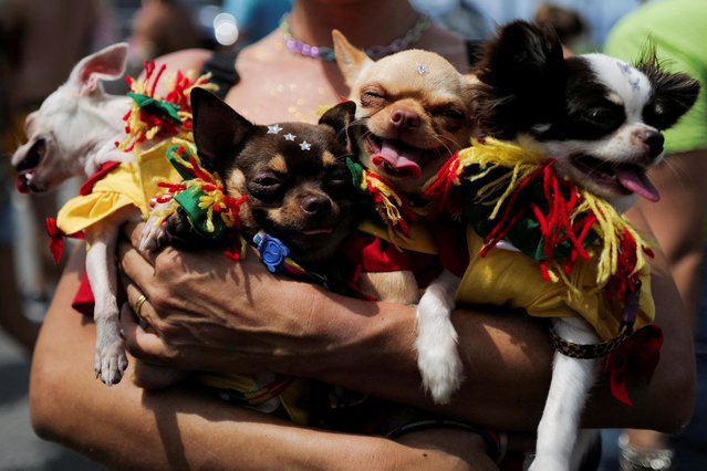 Dogs in costumes participate in the “Blocao”, or dog carnival parade, during Carnival celebrations in Rio de Janeiro, Brazil on February 18, 2023. (Photo by Lucas Landau/Reuters)