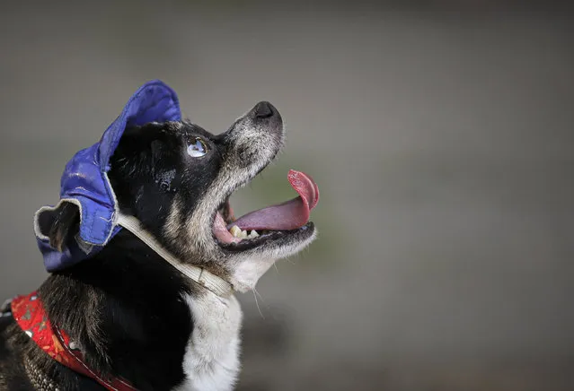Miky the dog, wearing a hat for sun protection, waits to be sprinkled with water by its owner while on a walk in a park as temperatures reached 34 degrees Celsius (93.2 Fahrenheit) in Bucharest, Romania, Sunday, August 11, 2019. The national weather authority issued a heat wave warning with temperatures expected to rise above 35 degrees Centigrade (95 Fahrenheit) in the shade in the coming days. (Photo by Vadim Ghirda/AP Photo)