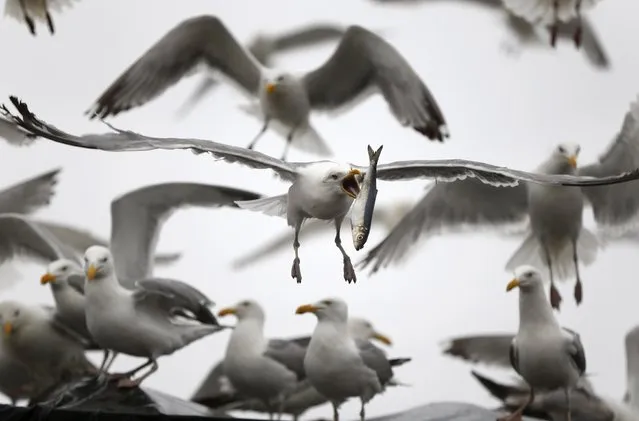 A gull flips a herring in order to swallow it whole while flying away with a meal robbed from a delivery truck, Wednesday, July 8, 2015, in Rockland, Maine. Herring is primarily used for lobster bait, with a small percentage of it going to the sardine industry. (Photo by Robert F. Bukaty/AP Photo)