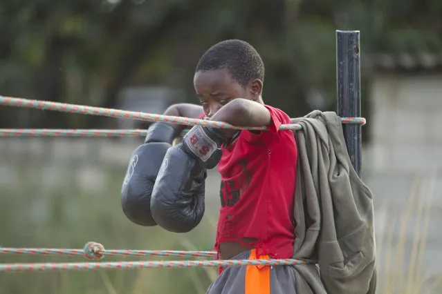 In this Sunday, March 11, 2017 photo, a young boy rests on the ropes after a boxing fight in Chitungwiza, Zimbabwe. (Photo by Tsvangirayi Mukwazhi/AP Photo)