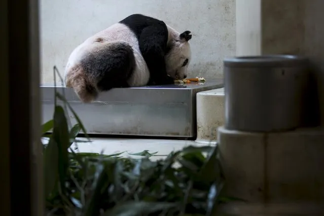 36-year-old giant panda Jia Jia, eats on a scale at the Hong Kong Ocean Park, China July 9, 2015. (Photo by Tyrone Siu/Reuters)