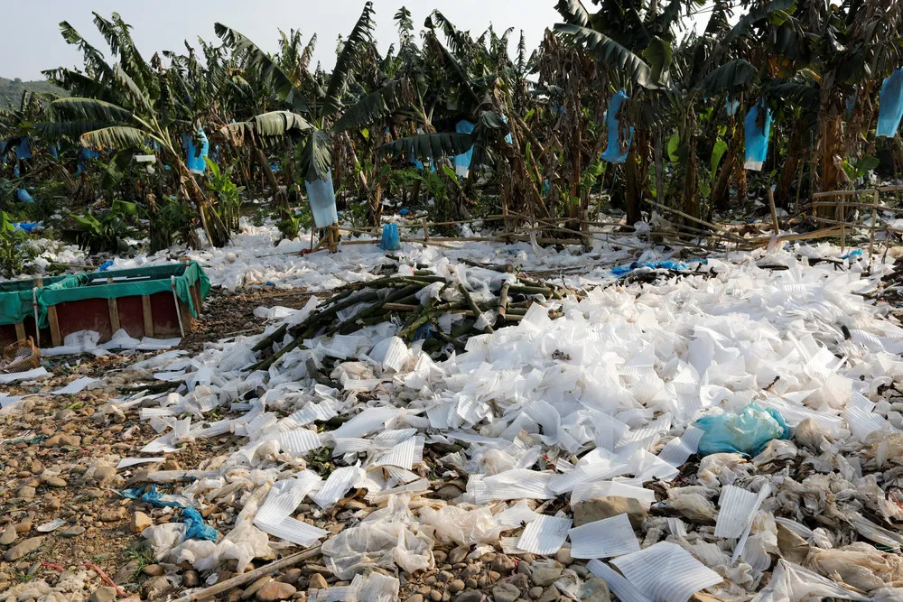 Chinese Banana Boom – a Blessing and Curse for Laos