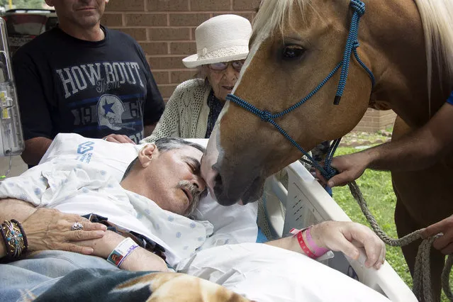 This Saturday, May 21, 2016, photo provided by South Texas Veterans Health Care System shows Roberto Gonzalez with one of his horses in San Antonio. The paralyzed Vietnam veteran's wish of seeing his horses was granted by the Audie L. Murphy Memorial Veterans Hospital and he spent some time with two of his horses outside of the hospital where he was a patient. Gonzalez died Monday. (Photo by Lupe Hernandez/South Texas Veterans Health Care System via AP Photo)