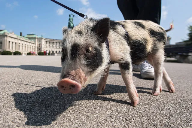 One-year-old teacup pig Schwupsi walks on a leash at Vienna's Heldenplatz in front of the Hofburg Palace in Vienna, Austria, 25 May 2016. (Photo by Christian Bruna/EPA)