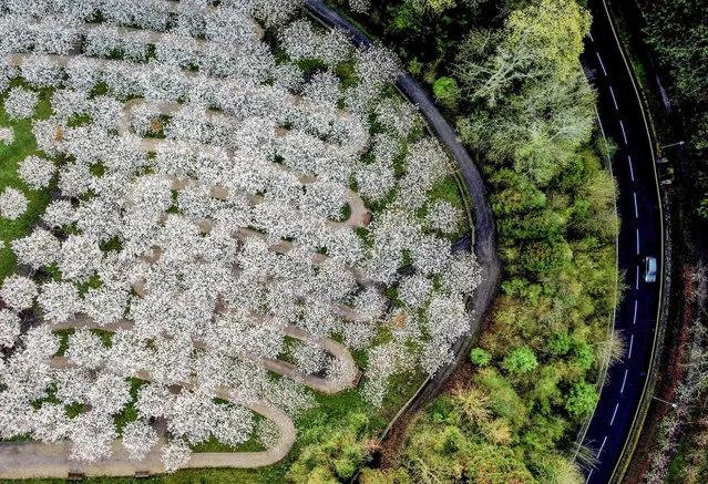 A car passes outside the Cherry Orchard at Alnwick Gardens, which has the largest collection of Taihaku trees, in Alnwick, Northumberland, Britain April 18, 2022. Picture taken with a drone. (Photo by Lee Smith/Reuters)