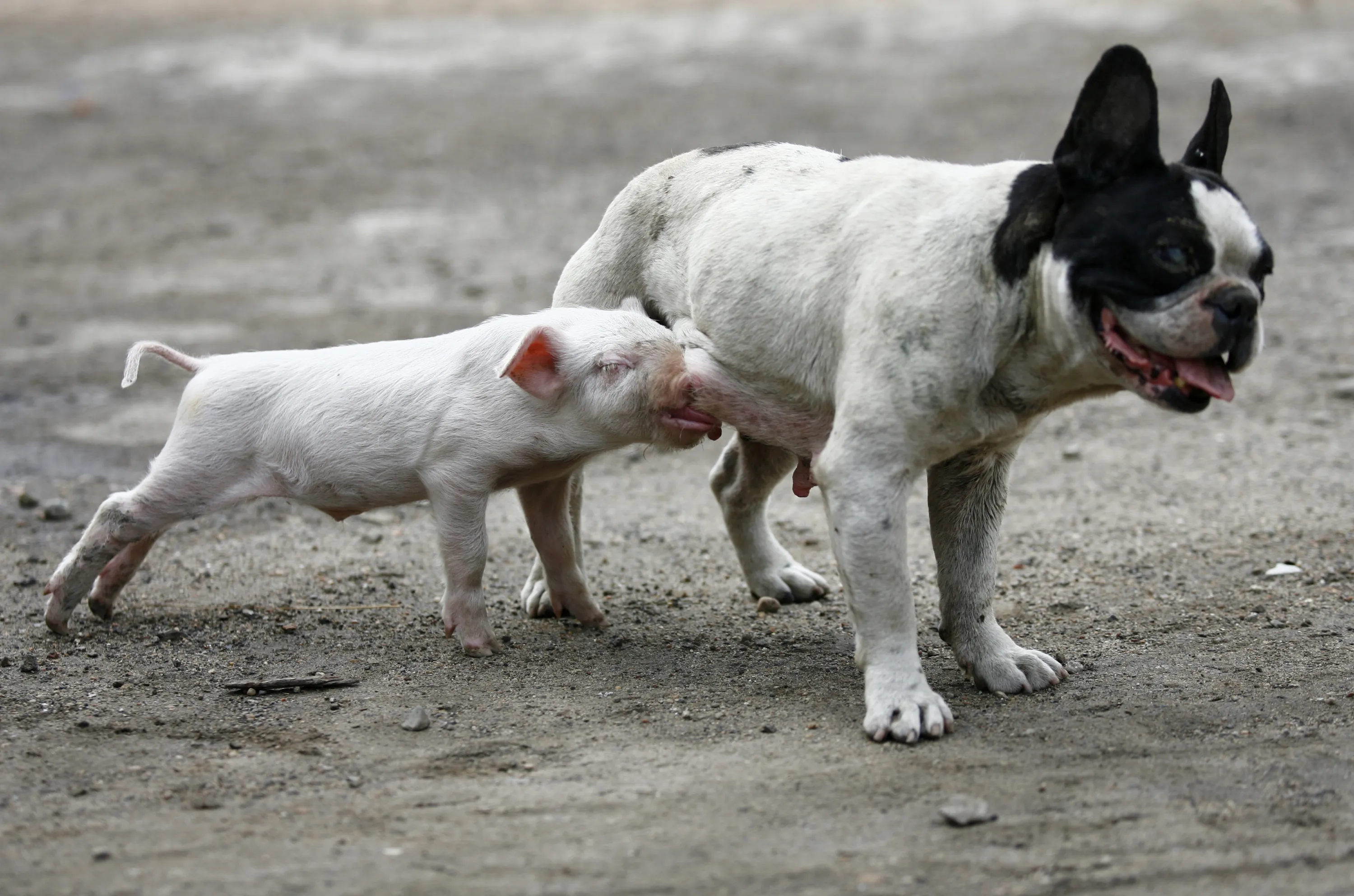 Собака свинья год. Собака свинья. Собака похожая на поросенка. Собаки похожие на пораоят. Собака похожая на свинью порода.