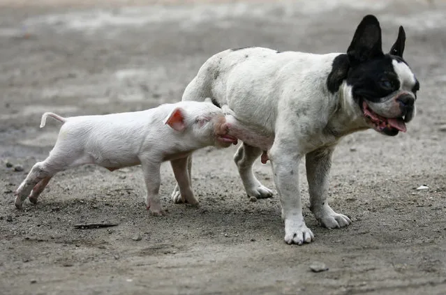 A dog feeds a piglet in Shenyang, northeast China's Liaoning province June 29, 2007. The piglet has been fed by the dog for some 40 days since its mother died soon after giving birth. The dog started feeding the piglet after encouragement by the farmer who placed the piglet with the dog in the doghouse, local media reported. (Photo by Reuters/Stringer)