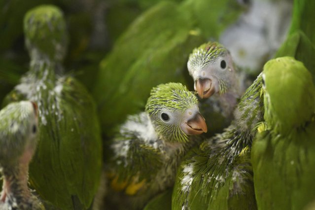 Baby parrots rescued by the firefighters are seen during a wildfire in Concepcion, Santa Cruz Department, Boliva, on September 25, 2024. Bolivia has registered so far this year a total of 3,872,498 hectares of forests and grasslands destroyed by fires, more than in all of 2023, informed the Minister of Environment and Water, Alan Lisperguer, on September 9. (Photo by Rodrigo Urzagasti/AFP Photo)